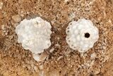 Two Mississippian Crinoids (Uperocrinus & Actinocrinus) - Missouri #212091-1